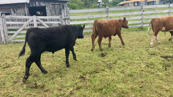 Lote 38 Ternero en Coyhaique, XI Región Aysén