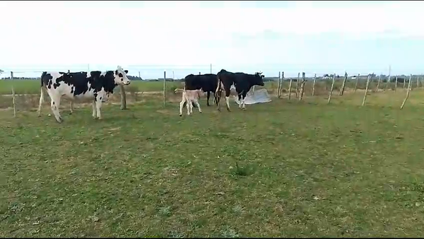 Lote 2 Piezas de cría a remate en Aniversario 115 Años - Camy 370kg -  en Picada Varela