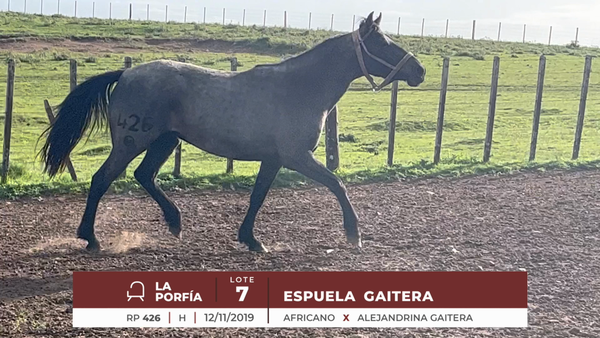 Lote ESPUELA GAITERA