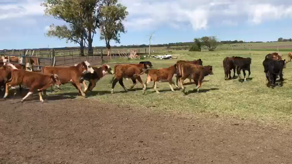 Lote 139 Terneros/as en Calchaquí, Santa Fe