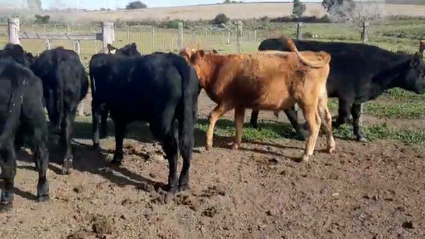 Lote 9 Terneros ANGUS Y CRUZAS a remate en Pantalla Camy Mayo - Desde La Cuenca 190kg - , San José