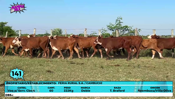 Lote LOTE 141