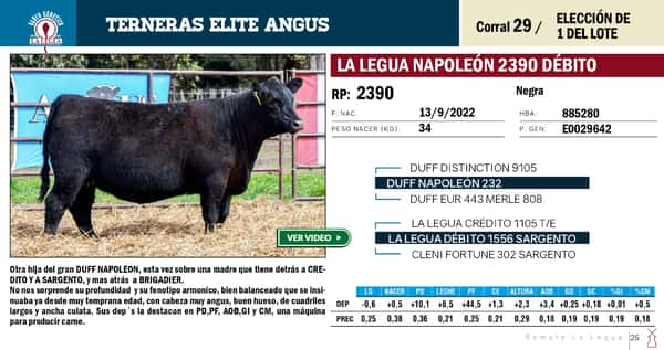 Lote TERNERAS ELITE