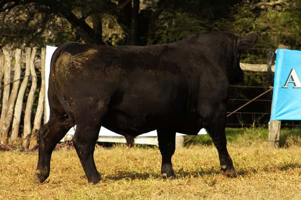 Lote CABAÑA COEMBOTÁ: RP 252