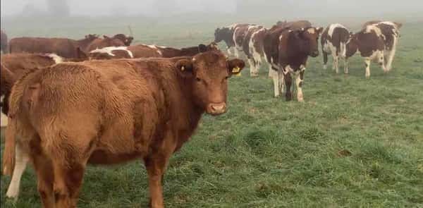 Lote 29 Vaquilla Engorda en Purranque,  X Región Los Lagos