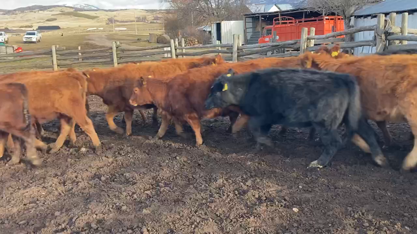 Lote 65 Ternera en Coyhaique,  XI Región Aysén