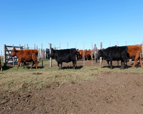 Lote Vaquillonas , Madres Angus Seleccionadas, Preñadas en Olavarria, PBA.-