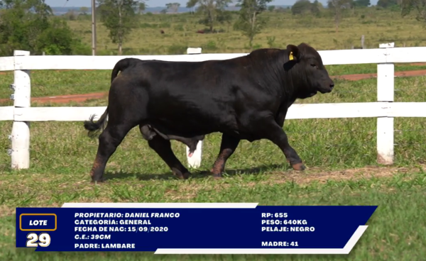 Lote LOTE 29