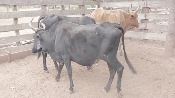 Lote 30 Vacas de invernar en Monte Quemado, Santiago del Estero