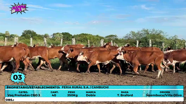 Lote LOTE 3