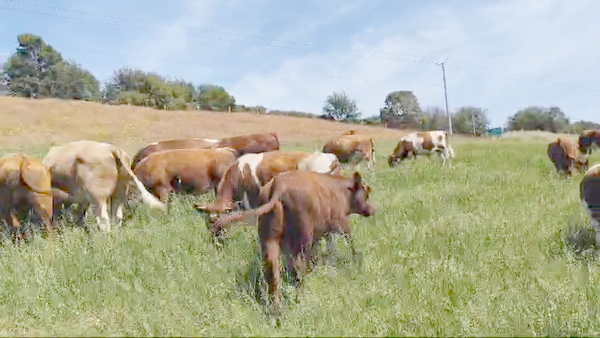 Lote 20 Ternero en Ancud, X Región Los Lagos