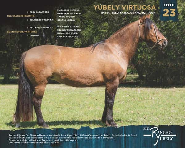 Lote Yubely Virtuosa