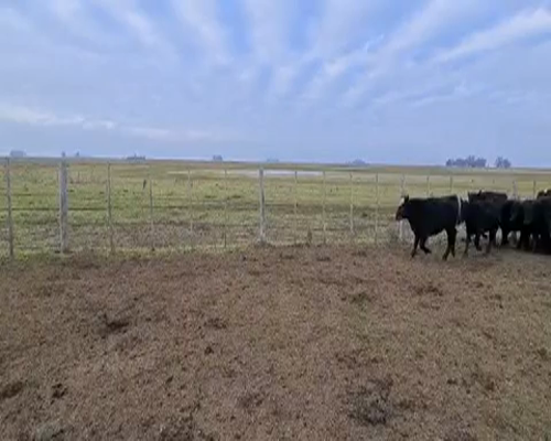 Lote 70 Terneros en Azul, Buenos Aires