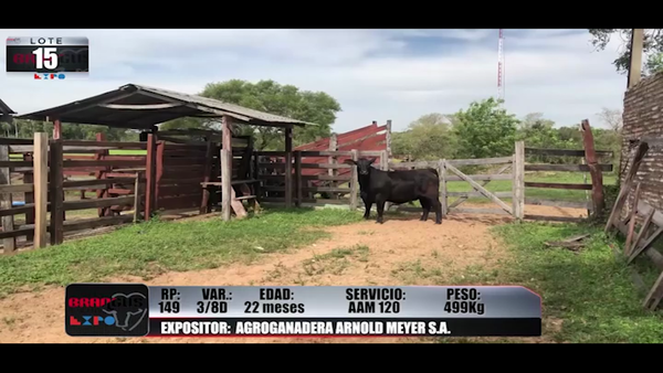 Lote Brangus a Campo Expo 2022 - Lote 15