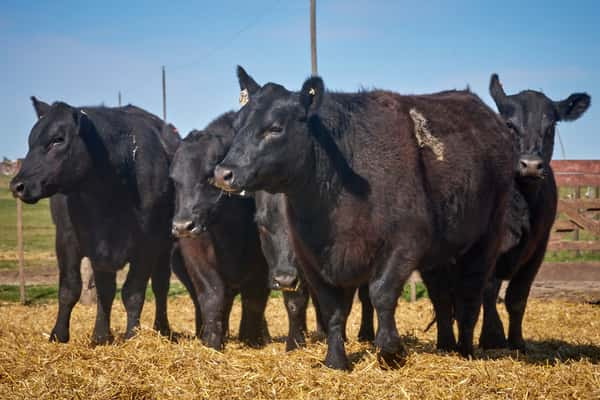 Lote "TRES MOLINOS" Vaquillas Controladas Preñadas