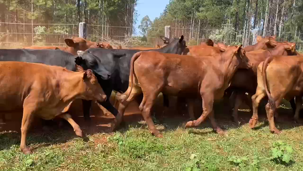 Lote 50 Vacas medio uso en Virasoro, Corrientes