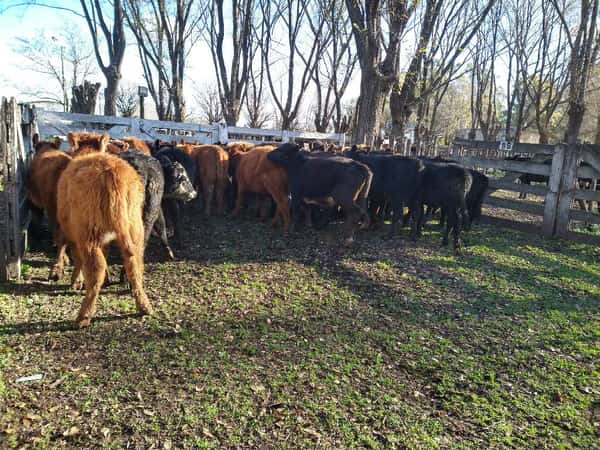 Lote 41 Terneras de 140Kg en Gral. Lamadrid, Buenos Aires