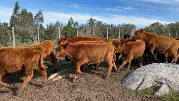 Lote 70 Terneras en Garzón, Maldonado