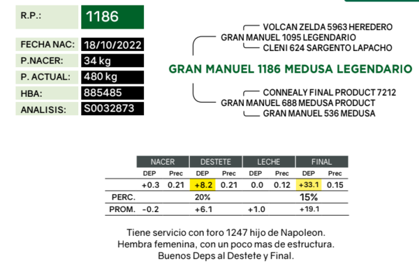 Lote Vaquillonas Preñdas