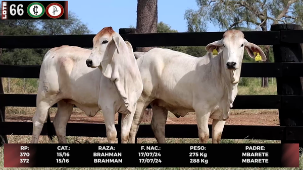 Lote LOTE 66