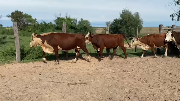 Lote 55 Vacas CUT preñadas en Saladas, Corrientes