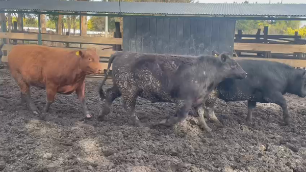 Lote 20 Novillo Gordo en Cabrero, VIII Región Biobío