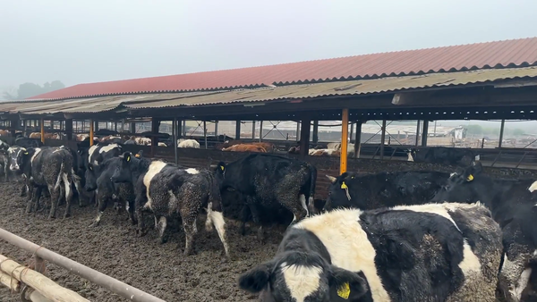 Lote 32 Novillo Engorda en Melipilla, Región Metropolitana