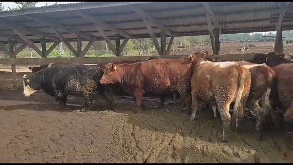Lote 20 Vaquilla Gorda en Los Ángeles, VIII Región Biobío