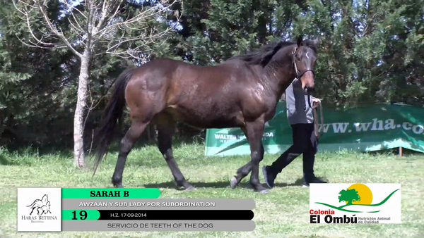Lote SARAH B