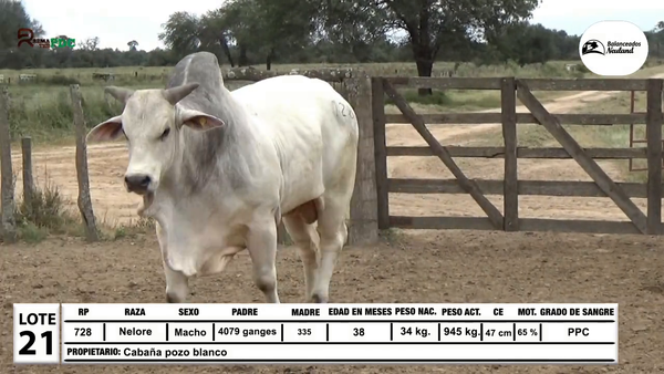 Lote Toros Nelore a remate en Sábado 5 de Julio - Gran Remate de Reproductores PDC, Loma Plata