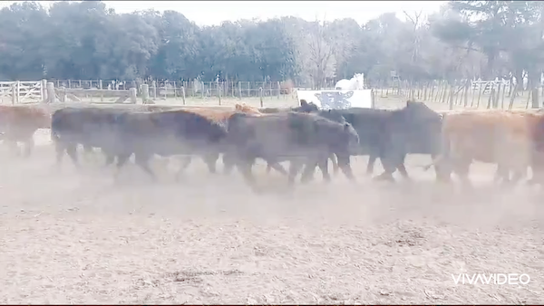 Lote 20 Terneros en Cañuelas, Buenos Aires