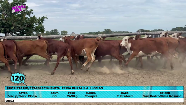 Lote LOTE 120