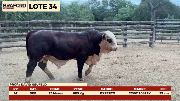 Lote LOTE 34 - MACHOS DE CAMPO