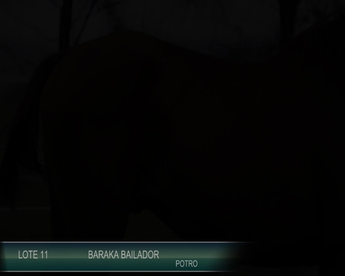 Lote BARAKA BAILADOR