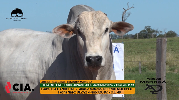 Lote 
