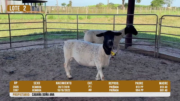 Lote LOTE 2