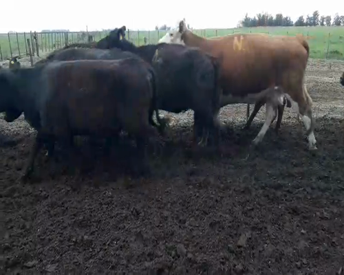 Lote 11 Vacas medio uso C/ gtia de preñez en Buenos Aires, Daireaux