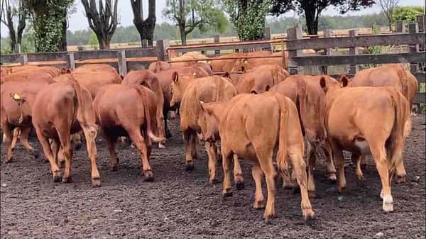 Lote 50 Vaquilla Engorda en Puerto Octay, X Región Los Lagos