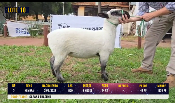 Lote LOTE 10