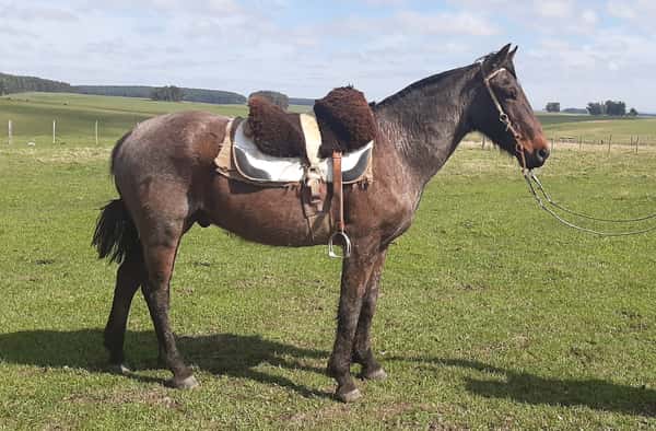 Lote Retobado De Don Pedro (RP 01) - Cabaña Don Pedro
