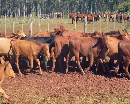 Lote 75 Vaquillonas en Virasoro, Corrientes