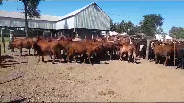 Lote 70 Terneras en Calchaquí, Santa Fe