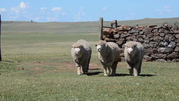 Lote 3 carneros