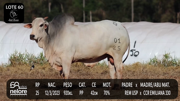 Lote LOTE 60