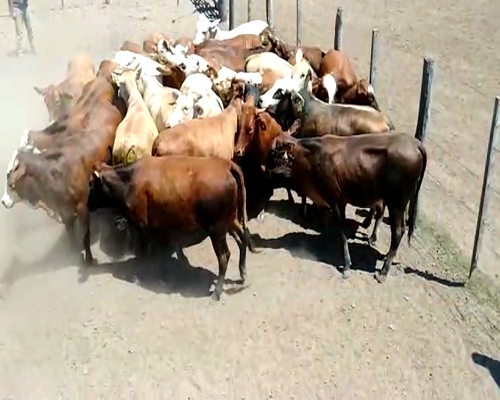 Lote 27 Vaquillonas en Cte. Fontana, Formosa