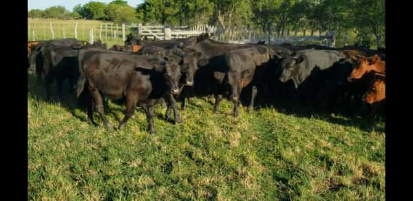 Lote 47 Novillitos en Entre Ríos, Villaguay