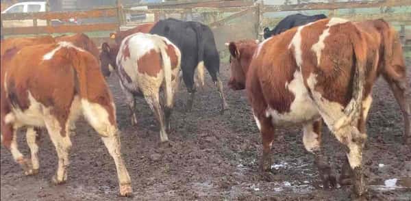 Lote 29 Vaquilla Engorda en Purranque,  X Región Los Lagos