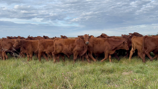 Lote 65 Terneros
