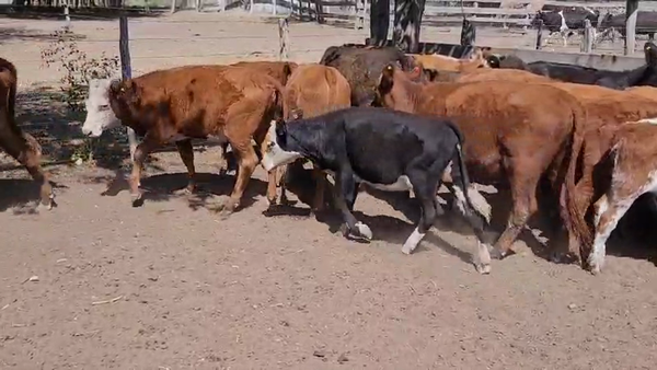 Lote 28 Vacas CUT con cría en Villaguay, Entre Ríos