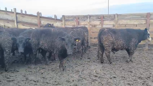 Lote 40 Novillo Gordo en Los Ángeles, VIII Región Biobío